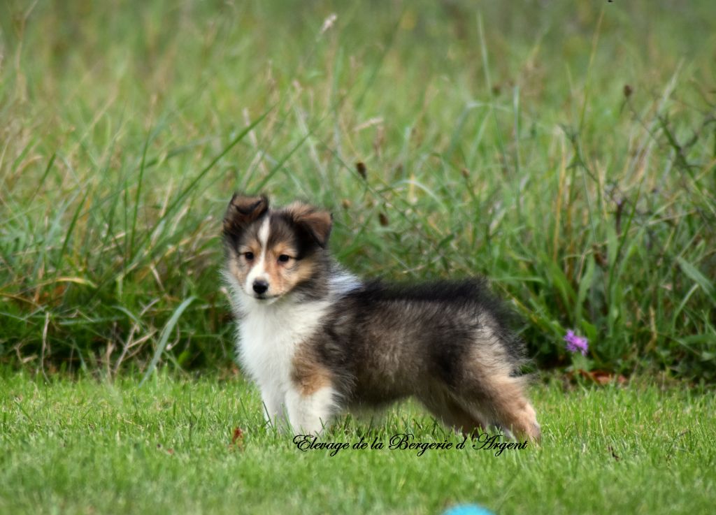 de la bergerie d'argent - Chiot disponible  - Shetland Sheepdog