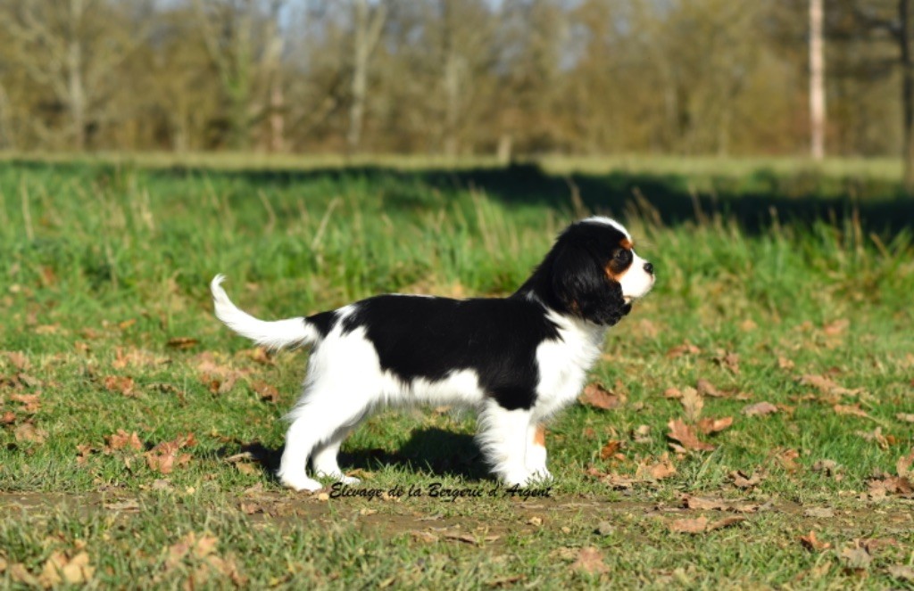 chiot Cavalier King Charles Spaniel de la bergerie d'argent