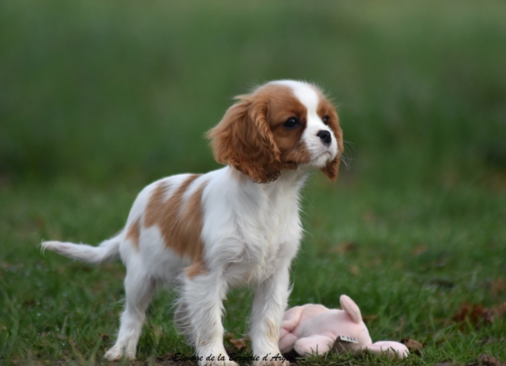 de la bergerie d'argent - Chiot disponible  - Cavalier King Charles Spaniel