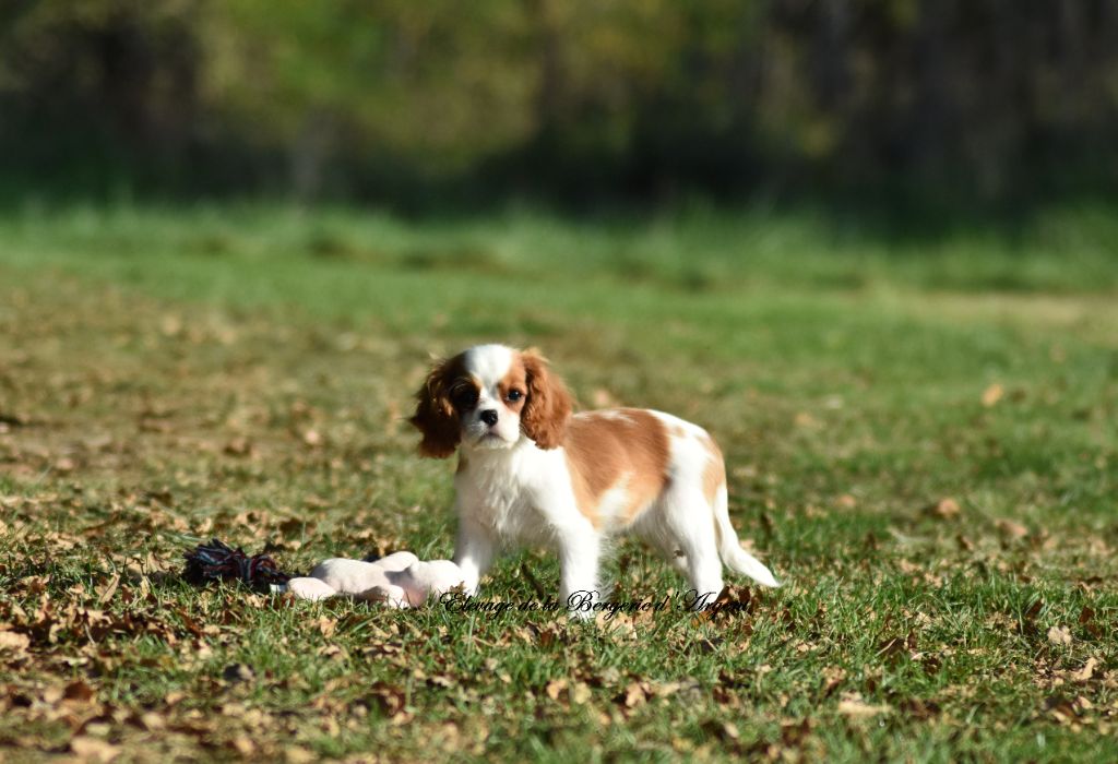 de la bergerie d'argent - Chiot disponible  - Cavalier King Charles Spaniel