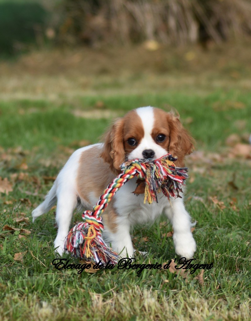 de la bergerie d'argent - Chiot disponible  - Cavalier King Charles Spaniel