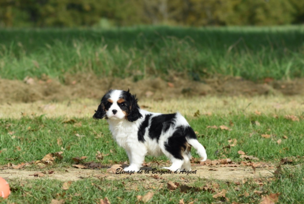 de la bergerie d'argent - Chiot disponible  - Cavalier King Charles Spaniel