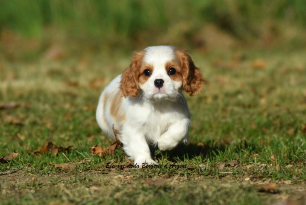 de la bergerie d'argent - Chiot disponible  - Cavalier King Charles Spaniel