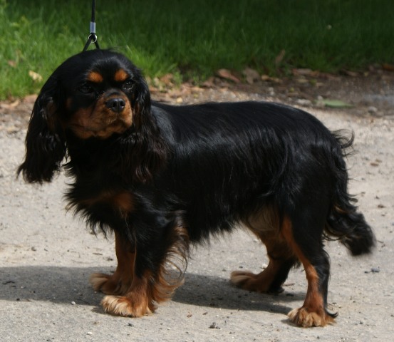 CH. Emilienne dit épice (Sans Affixe)