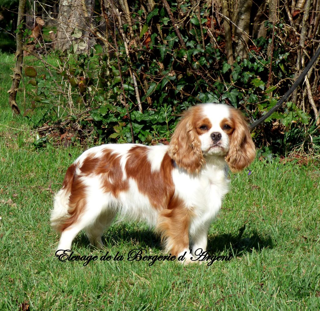 Nala de la bergerie d'argent