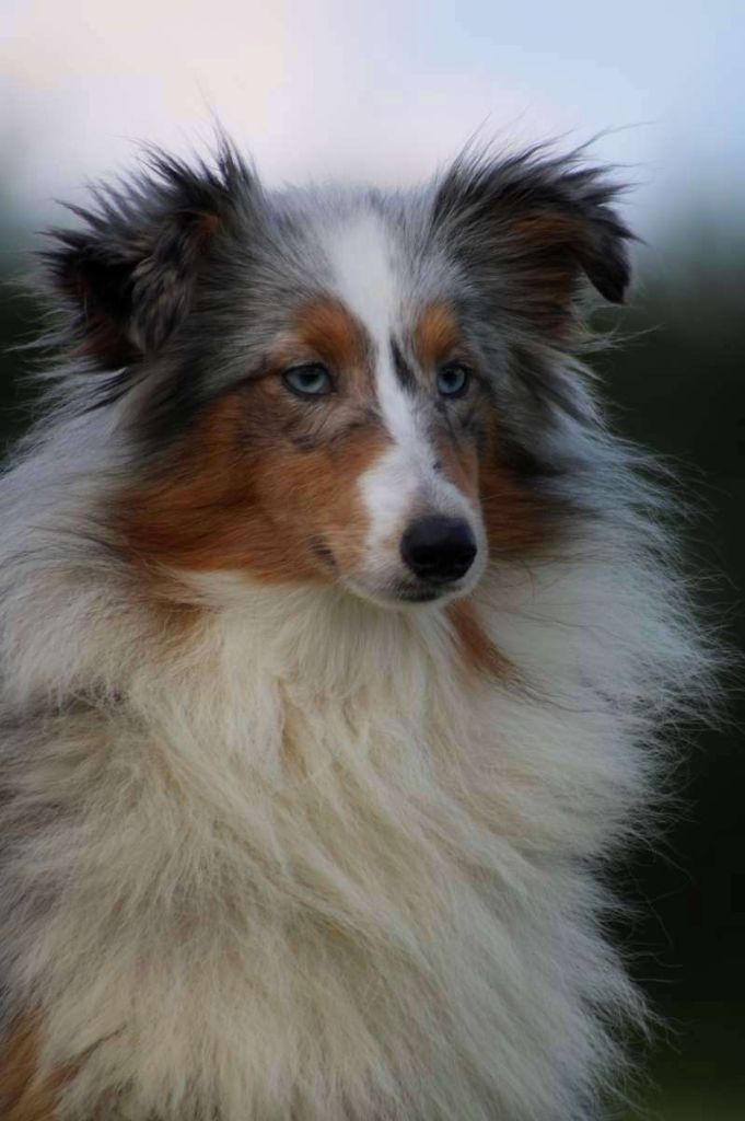 Shenzi de l'Angelarde