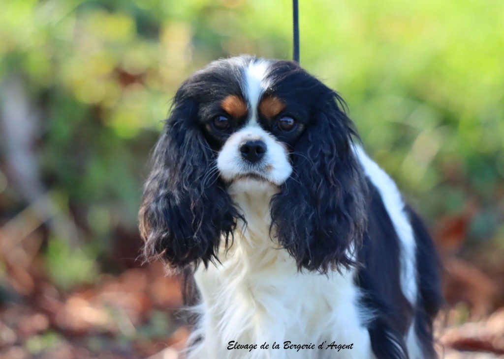 Top model de la bergerie d'argent