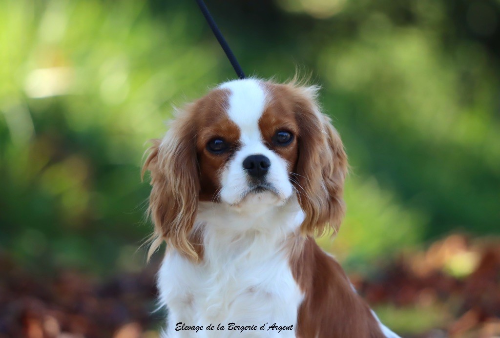 Vie damour de la bergerie d'argent
