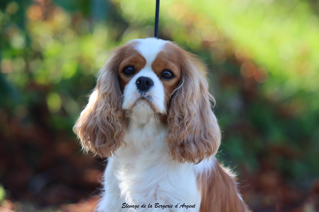 Sasha de la bergerie d'argent