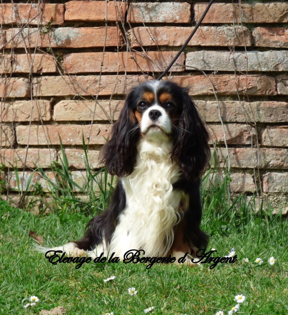 Spitaya de la bergerie d'argent