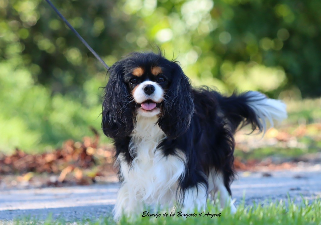 Trouchka de la bergerie d'argent
