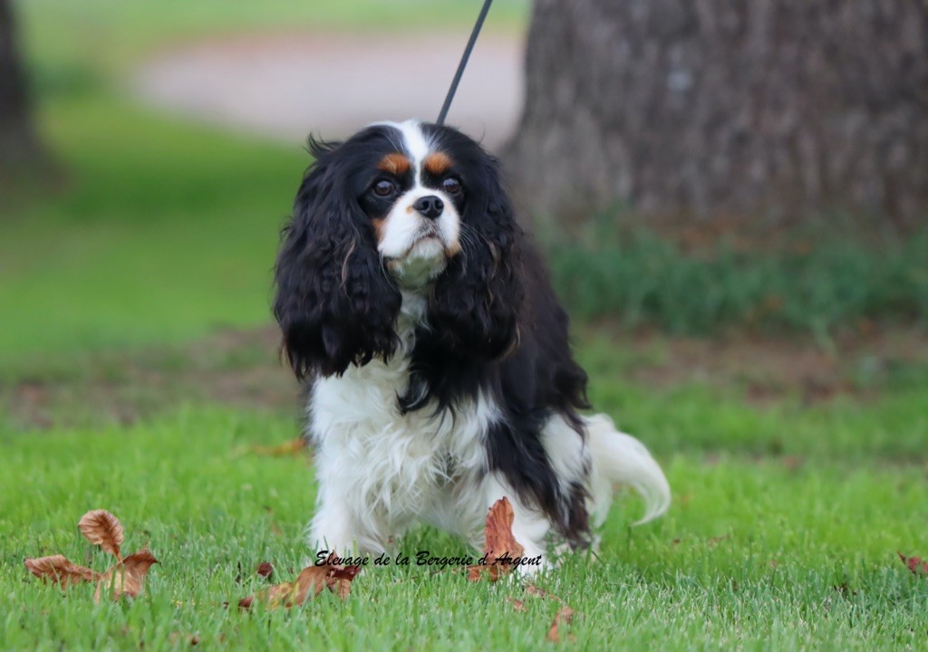 Vanelope de la bergerie d'argent