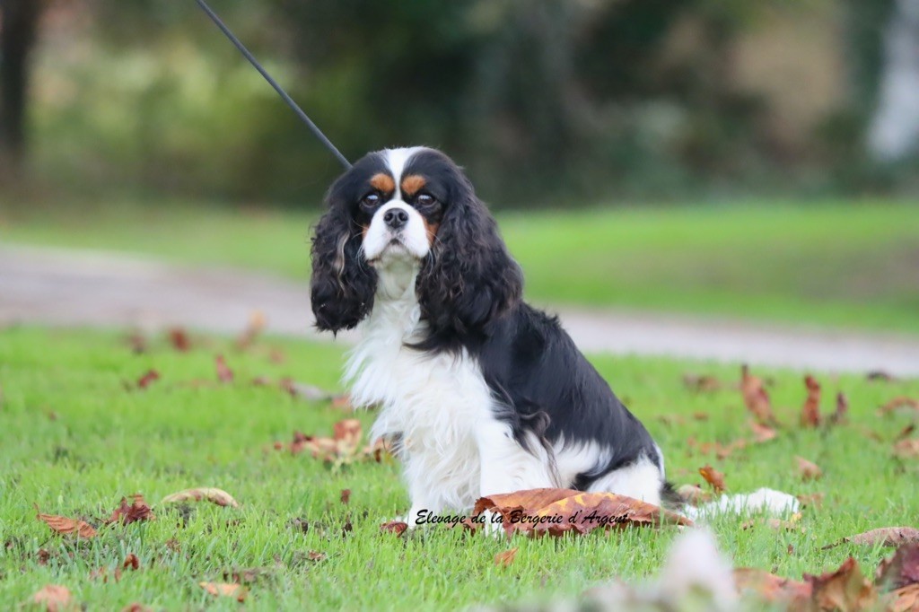 Ultane de la bergerie d'argent