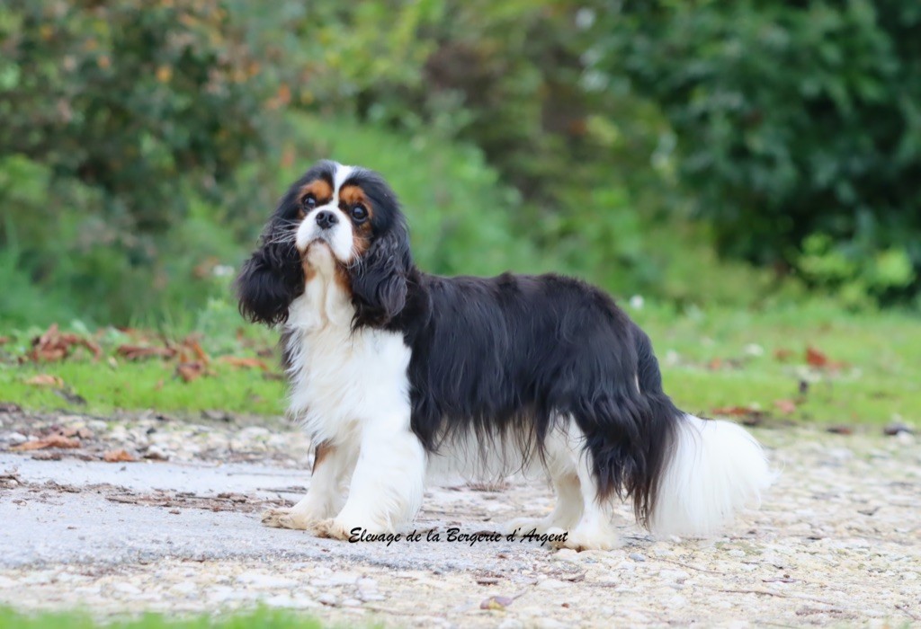 Tigresse tésibel de la bergerie d'argent