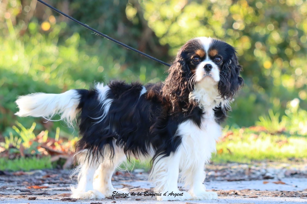 Uzzielle de la bergerie d'argent