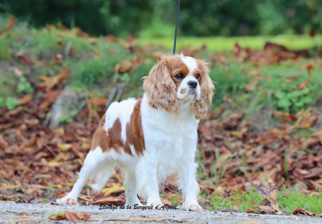 Shoupette de la bergerie d'argent