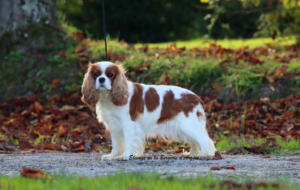 Une lune rousse de la bergerie d'argent