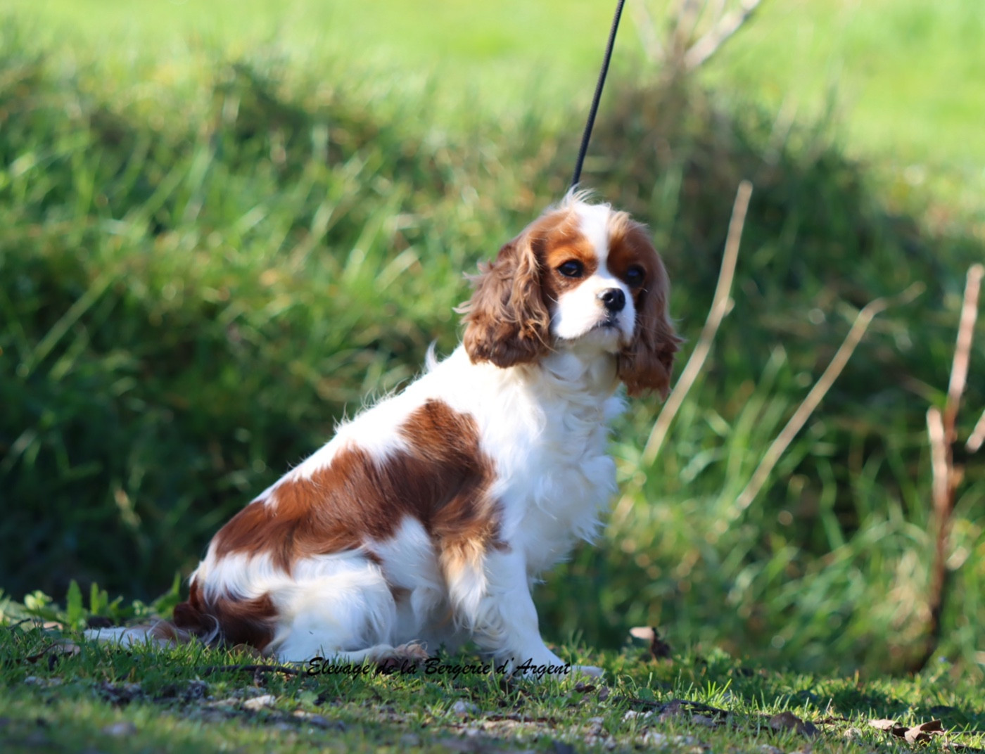 Vicky De La Bergerie D'Argent