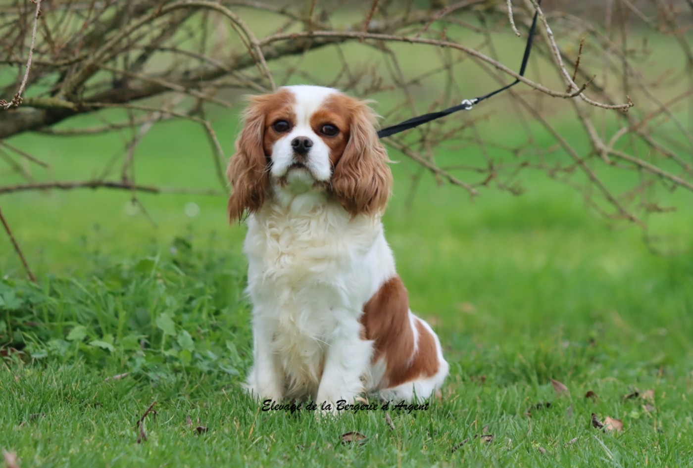 Vzumba De La Bergerie D'Argent