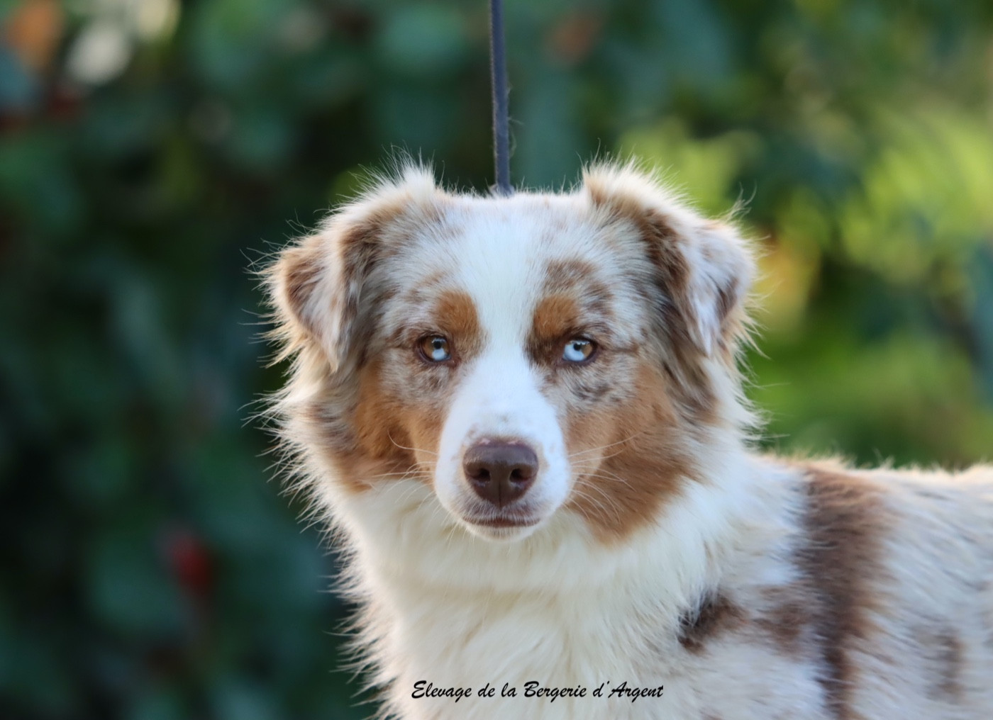 Vaiana de l'Angelarde