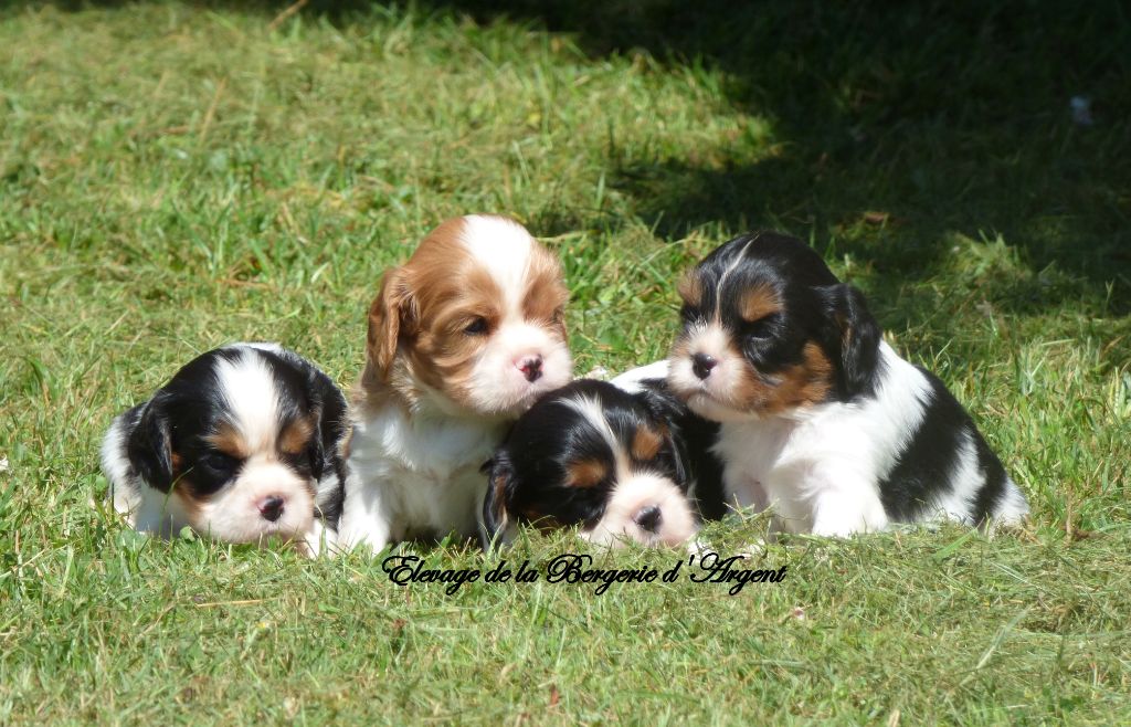 A réserver superbes chiots cavalier king charles LOF