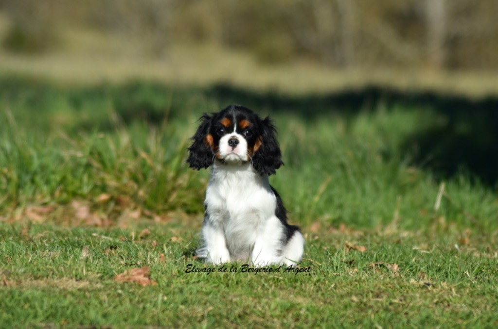 de la bergerie d'argent - Chiots disponibles - Cavalier King Charles Spaniel