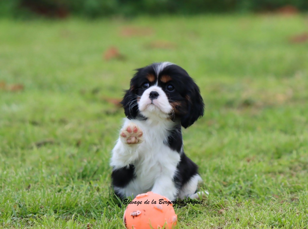de la bergerie d'argent - Chiots disponibles - Cavalier King Charles Spaniel