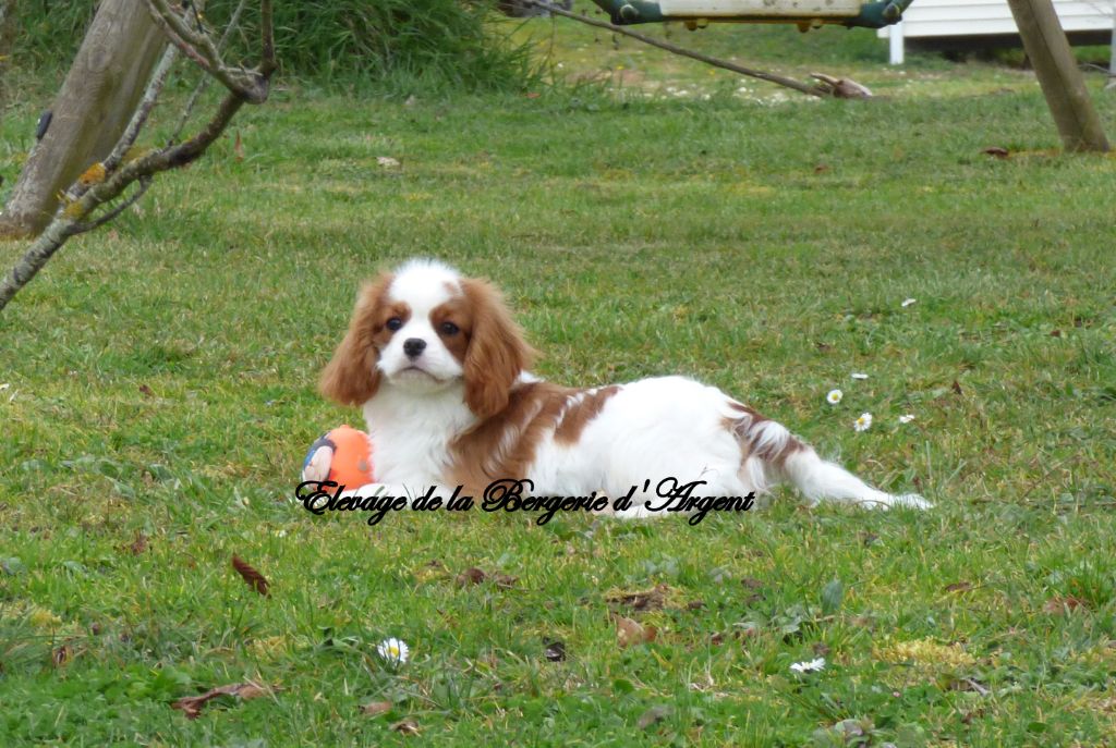 Chiot Cavalier King Charles Spaniel de la bergerie d'argent