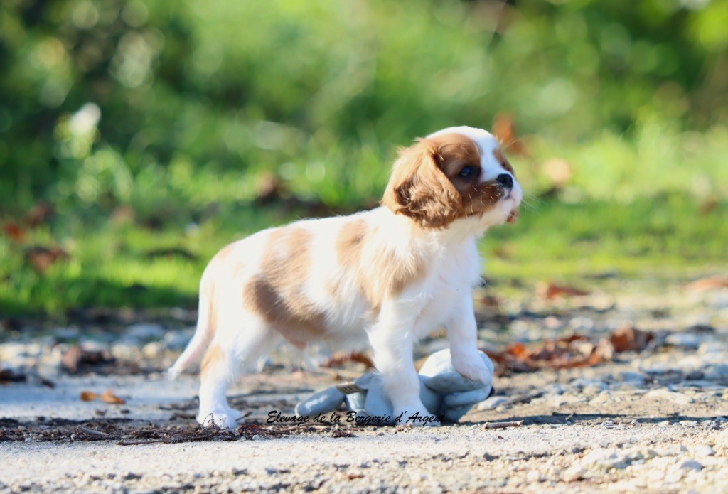 de la bergerie d'argent - Chiots disponibles - Cavalier King Charles Spaniel