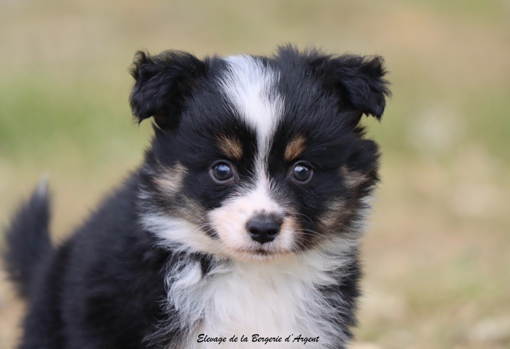 de la bergerie d'argent - Chiots disponibles - Berger Américain Miniature 