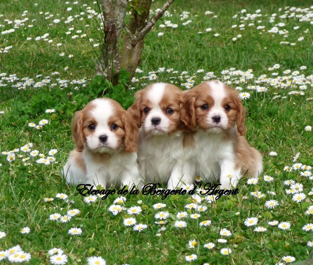 Chiot Cavalier King Charles Spaniel De La Bergerie D'Argent