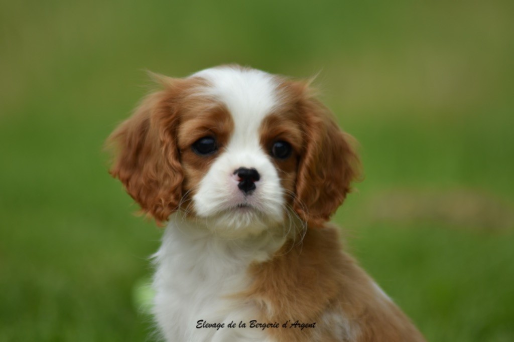 de la bergerie d'argent - Chiots disponibles - Cavalier King Charles Spaniel