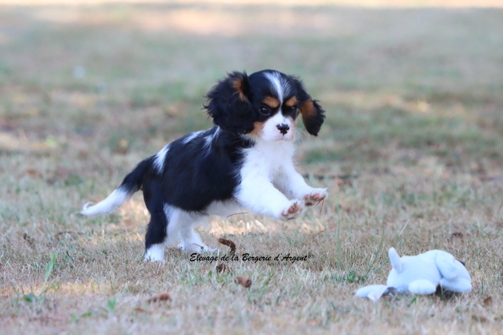 de la bergerie d'argent - Chiots disponibles - Cavalier King Charles Spaniel