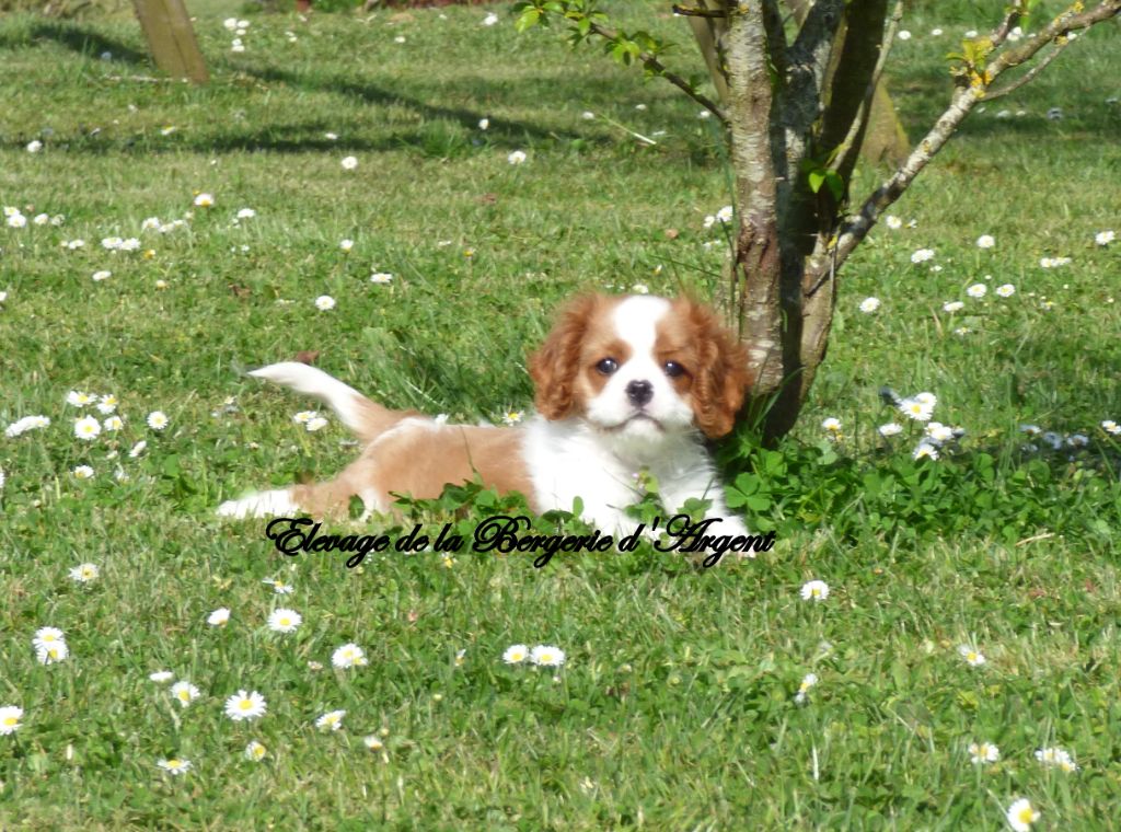 Chiot Cavalier King Charles Spaniel De La Bergerie D'Argent