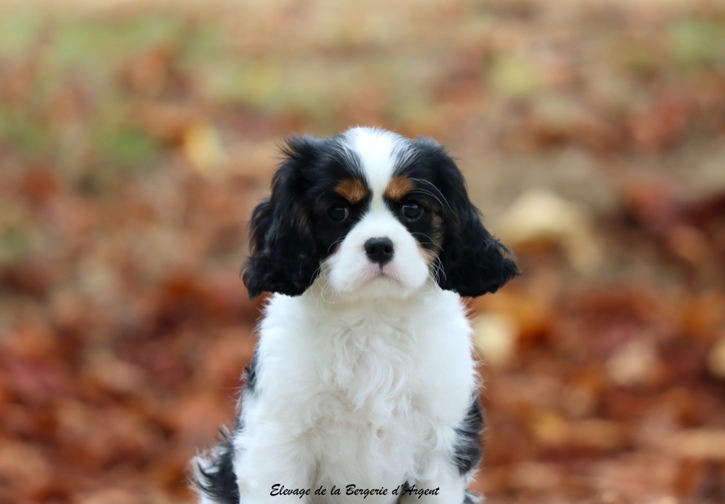 de la bergerie d'argent - Chiots disponibles - Cavalier King Charles Spaniel