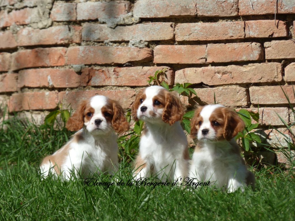 Chiot Cavalier King Charles Spaniel De La Bergerie D'Argent