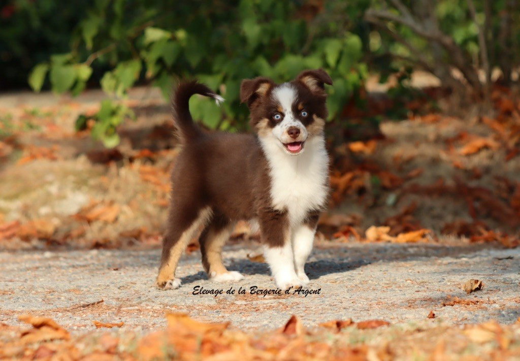 de la bergerie d'argent - Chiots disponibles - Berger Américain Miniature 