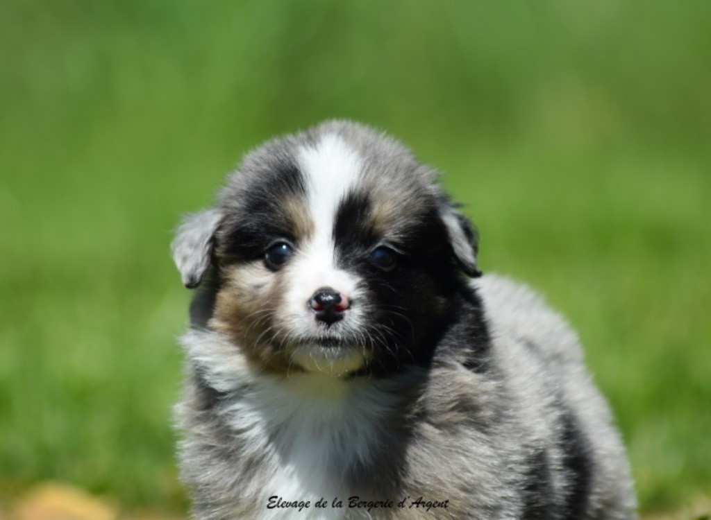 de la bergerie d'argent - Chiots disponibles - Berger Américain Miniature 