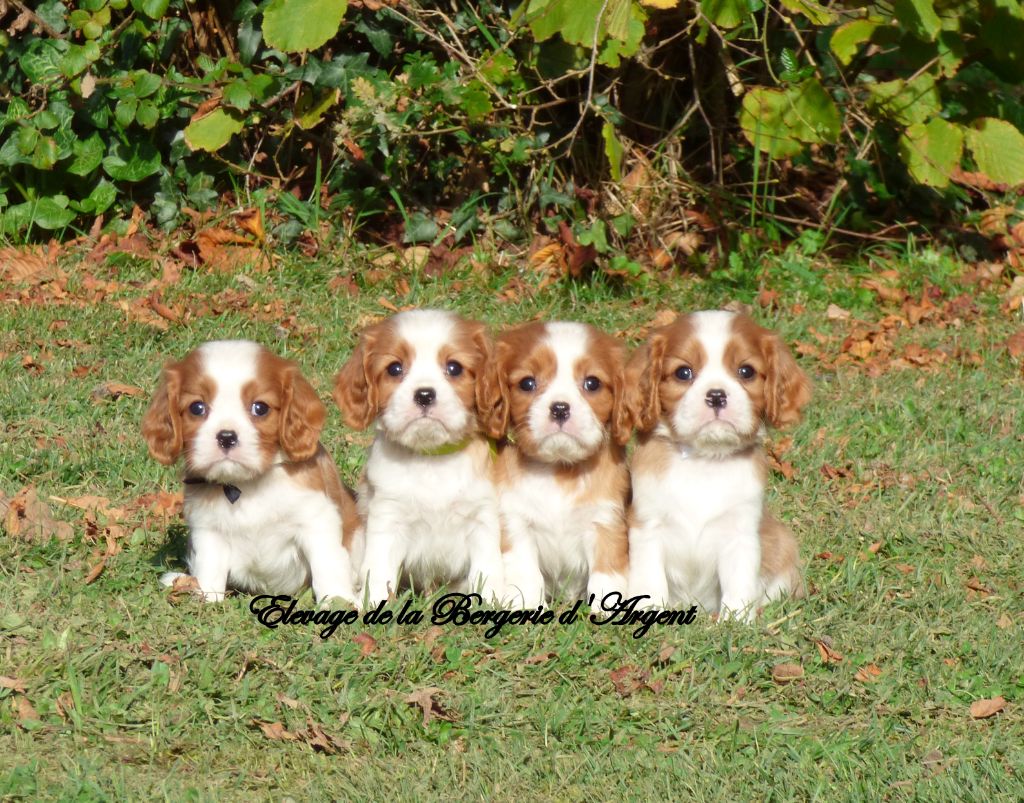 Chiot Cavalier King Charles Spaniel De La Bergerie D'Argent