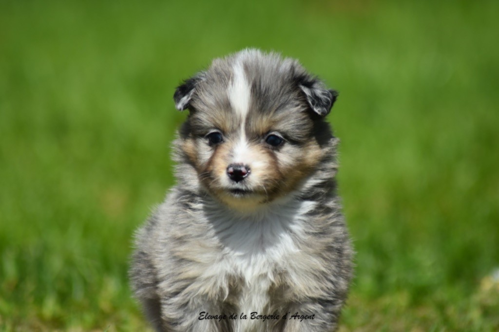 de la bergerie d'argent - Chiots disponibles - Berger Américain Miniature 