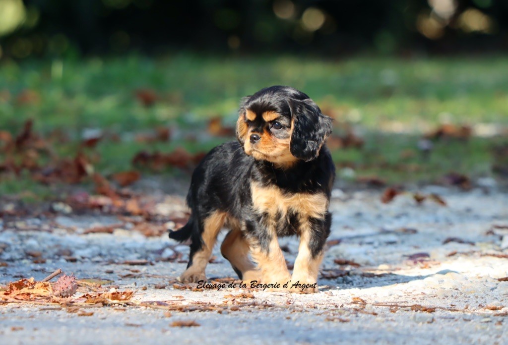 de la bergerie d'argent - Chiots disponibles - Cavalier King Charles Spaniel