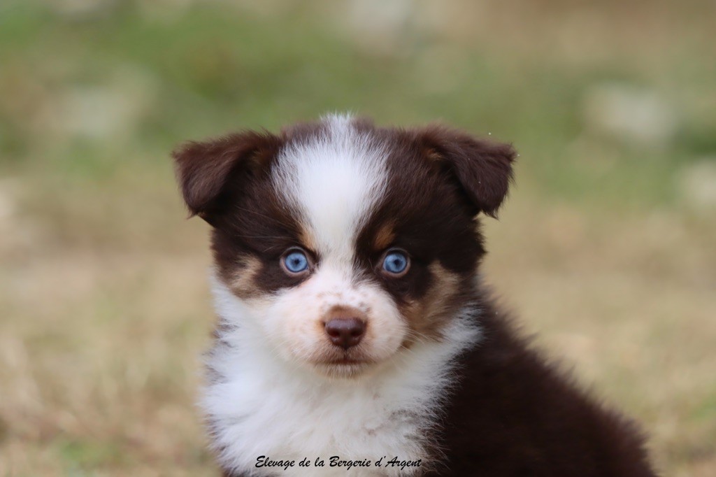 de la bergerie d'argent - Chiots disponibles - Berger Américain Miniature 