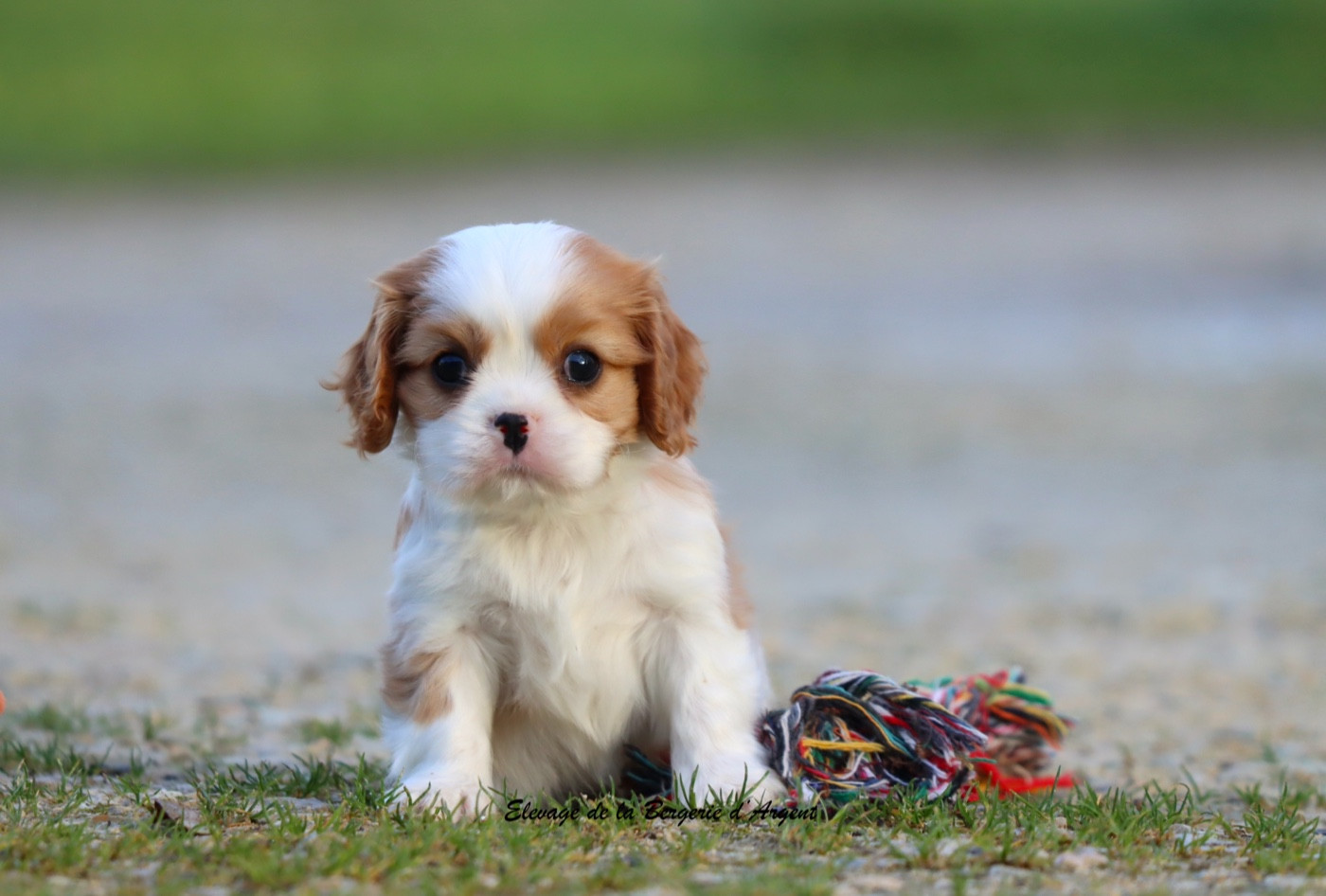 de la bergerie d'argent - Chiots disponibles - Cavalier King Charles Spaniel