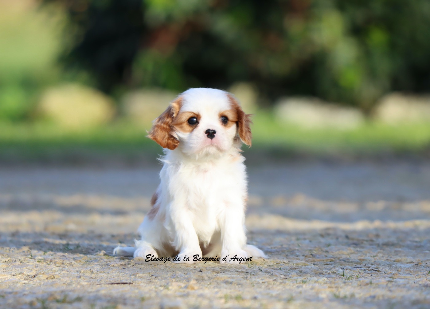 de la bergerie d'argent - Chiots disponibles - Cavalier King Charles Spaniel