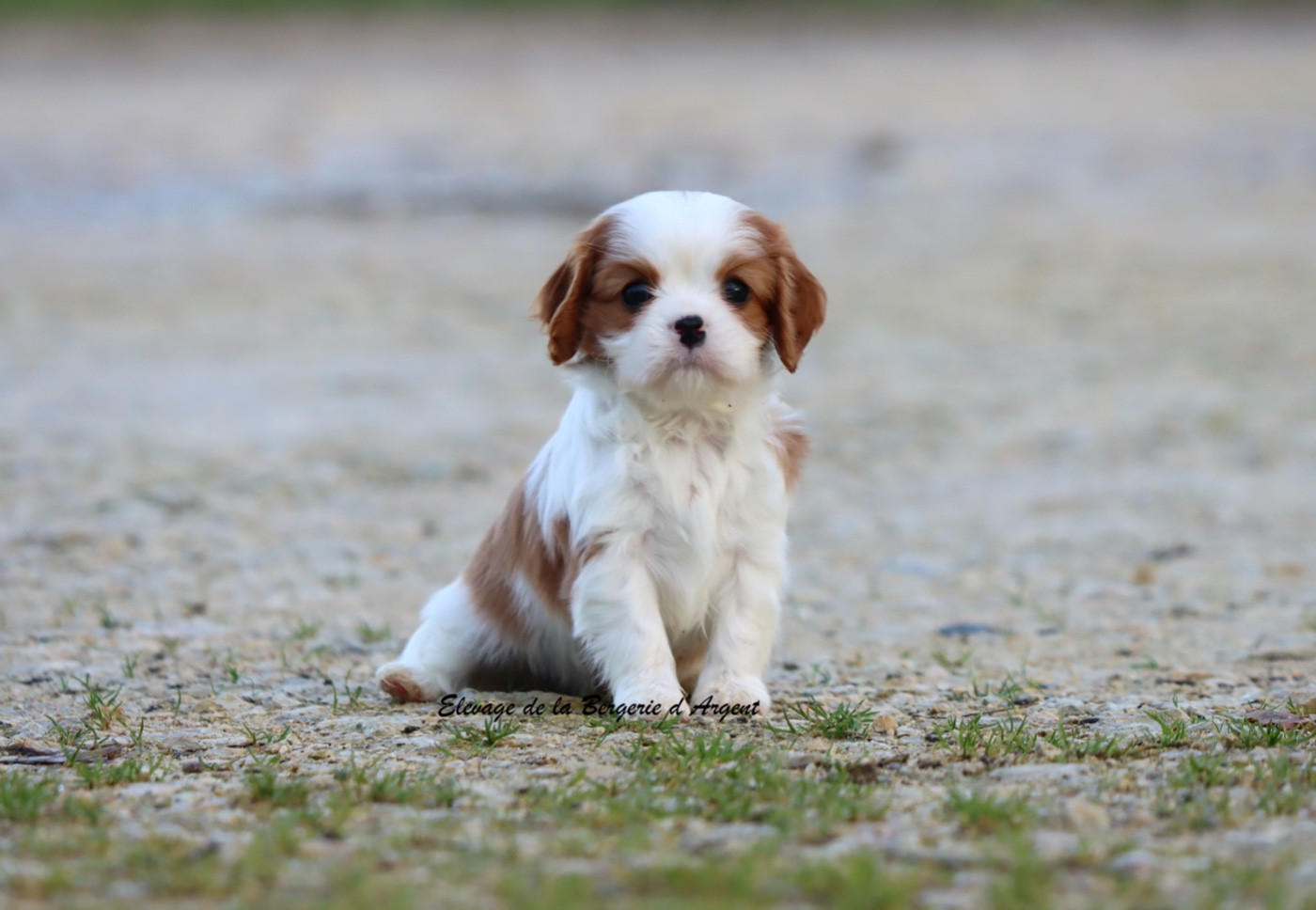 de la bergerie d'argent - Chiots disponibles - Cavalier King Charles Spaniel