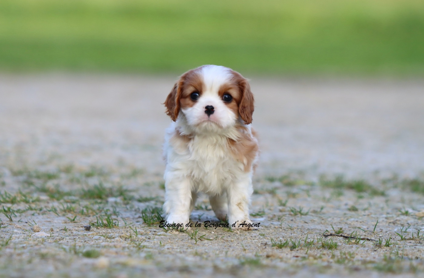 de la bergerie d'argent - Chiots disponibles - Cavalier King Charles Spaniel