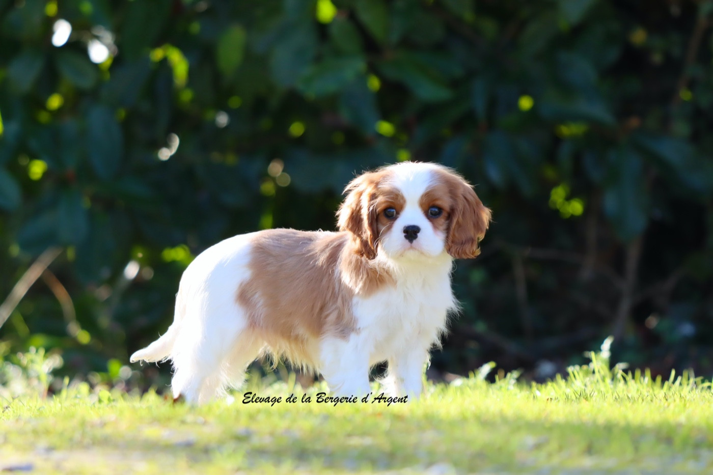 de la bergerie d'argent - Chiots disponibles - Cavalier King Charles Spaniel