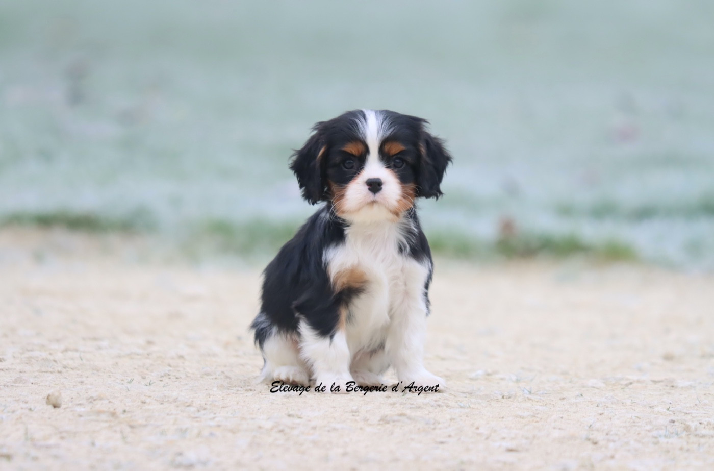 de la bergerie d'argent - Chiots disponibles - Cavalier King Charles Spaniel
