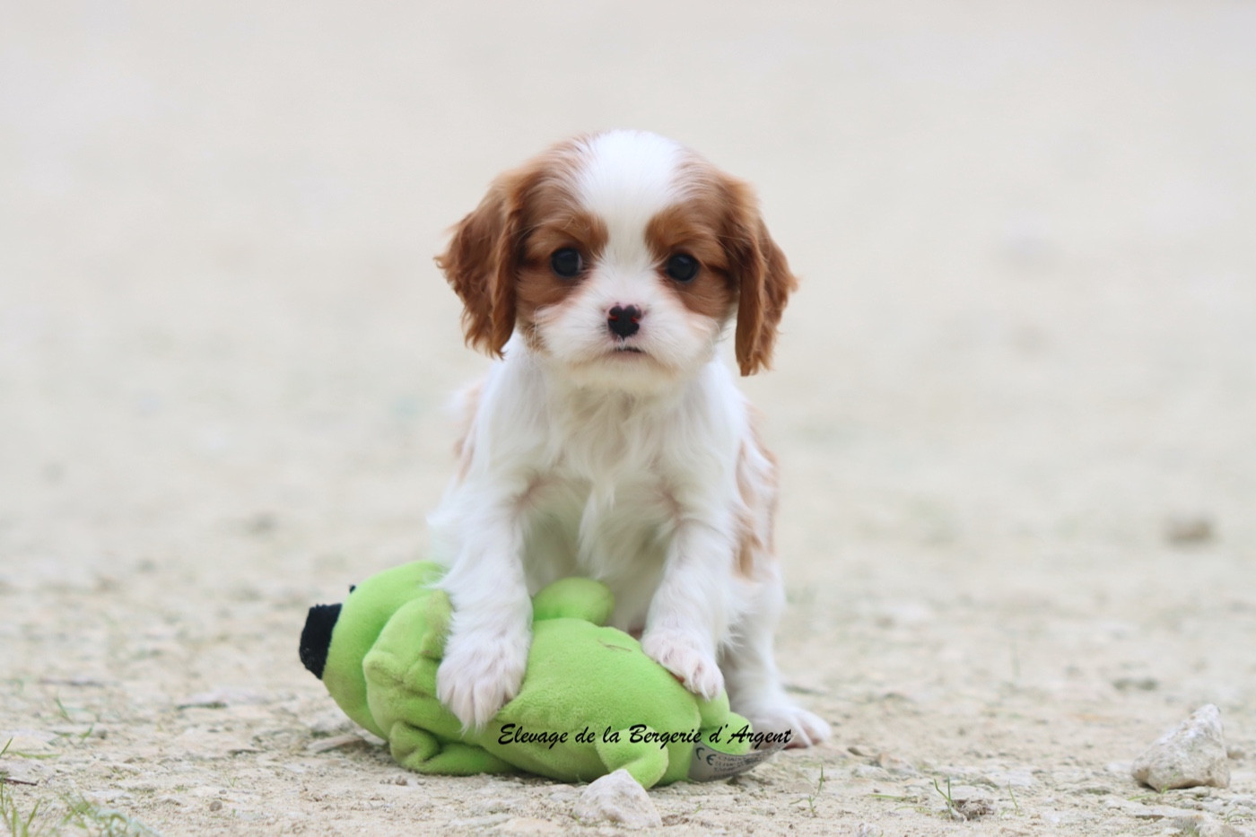 de la bergerie d'argent - Chiots disponibles - Cavalier King Charles Spaniel