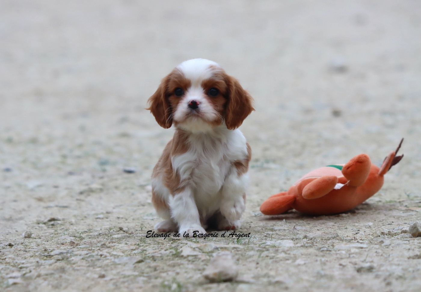 de la bergerie d'argent - Chiots disponibles - Cavalier King Charles Spaniel